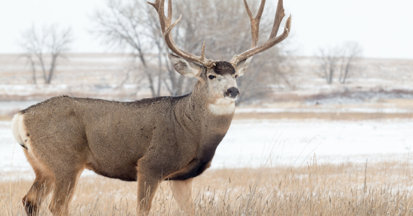 Chronic wasting disease: Hunters must now submit deer heads harvested ...