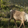 200K hectares in northern BC now protected for endangered caribou
